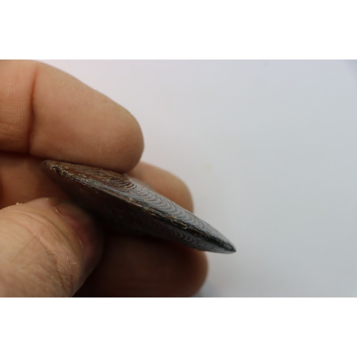 Polyplectus discoides - Toarcien - région de Millau, FRANCE