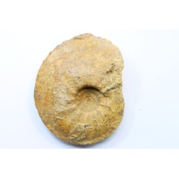 Cardioceras aff. tenuicostatum - Oxfordian - Villers le Tourneur - 08 - FRANCE