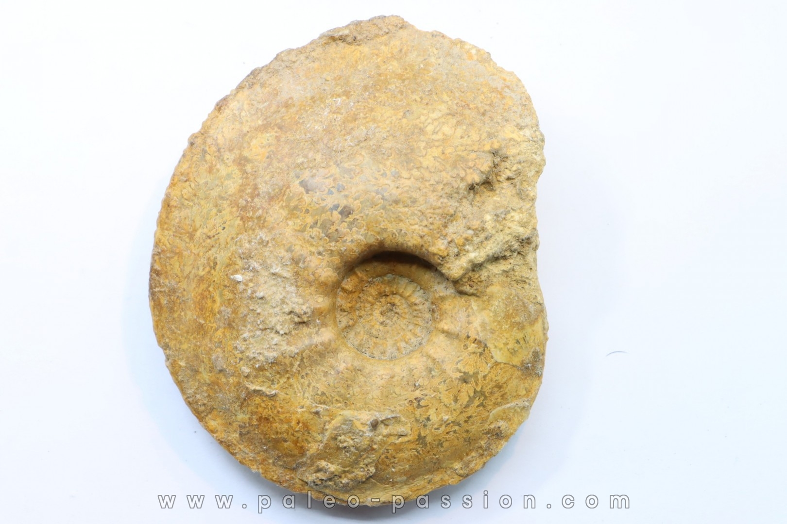 Cardioceras aff. tenuicostatum - Oxfordian - Villers le Tourneur - 08 - FRANCE