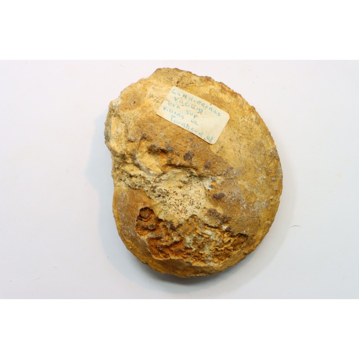 Cardioceras aff. tenuicostatum - Oxfordian - Villers le Tourneur - 08 - FRANCE