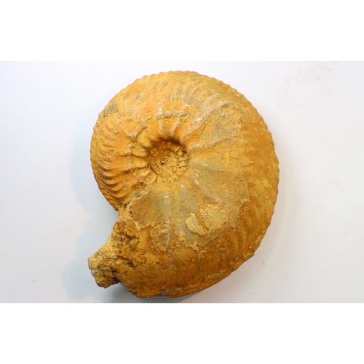 Cardioceras cordatum - Oxfordian - Villers le Tourneur - 08 - FRANCE
