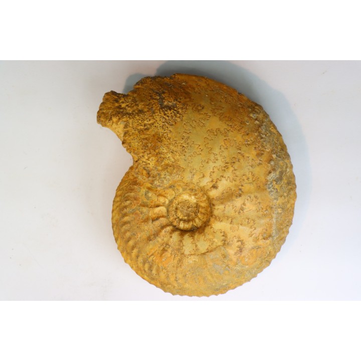 Cardioceras cordatum - Oxfordian - Villers le Tourneur - 08 - FRANCE