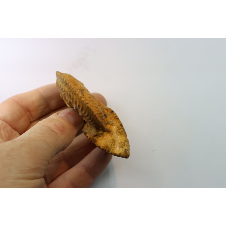 Cardioceras cordatum - Oxfordian - Villers le Tourneur - 08 - FRANCE