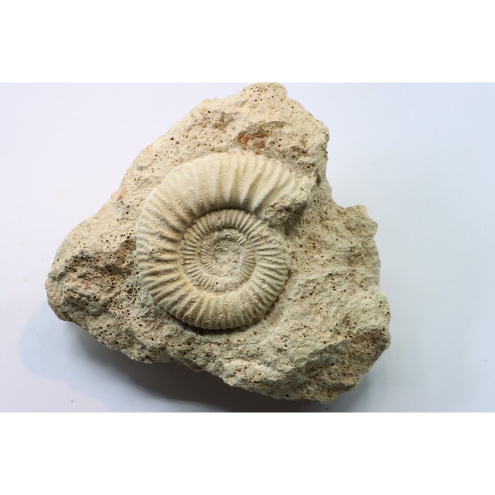 peltoceras (rursiceras) annulosum - callovien - Montreuil Bellay- FRANCE