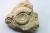 peltoceras (rursiceras) annulosum - callovian - Montreuil Bellay - FRANCE