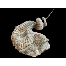 Didymoceras Cheyennense