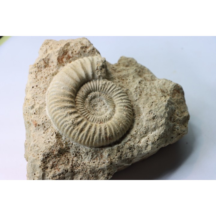 peltoceras (rursiceras) annulosum - callovien - Montreuil Bellay- FRANCE
