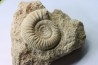 peltoceras (rursiceras) annulosum - callovian - Montreuil Bellay - FRANCE