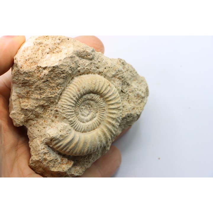 peltoceras (rursiceras) annulosum - callovien - Montreuil Bellay- FRANCE