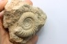 peltoceras (rursiceras) annulosum - callovian - Montreuil Bellay - FRANCE