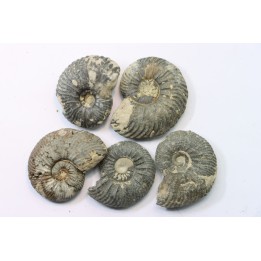 lot de 5 cardioceras sp.  - callovien - fmt des marnes de Dives - Villers sur Mer - France