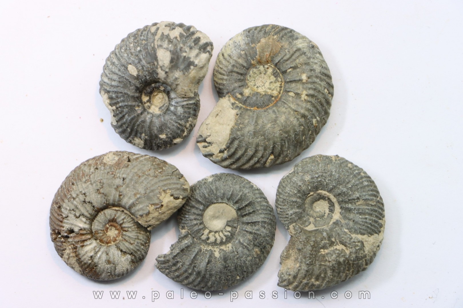 lot de 5 cardioceras sp. // callovian // formation des marnes de Dives // Villers sur Mer - France