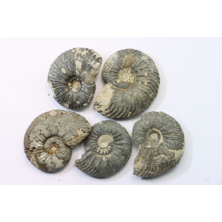 lot de 5 cardioceras sp.  - callovien - fmt des marnes de Dives - Villers sur Mer - France
