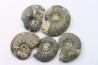 lot de 5 cardioceras sp. // callovian // formation des marnes de Dives // Villers sur Mer - France