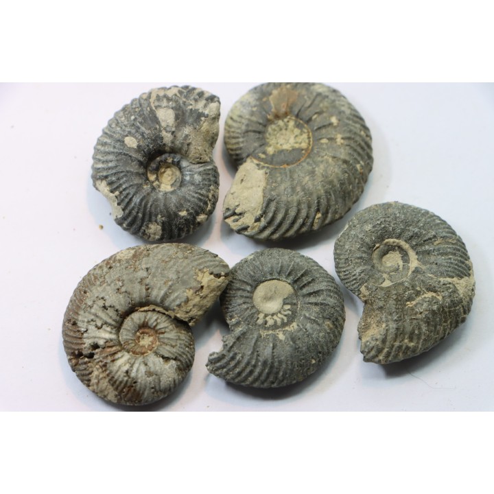 lot de 5 cardioceras sp.  - callovien - fmt des marnes de Dives - Villers sur Mer - France