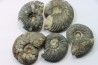 lot de 5 cardioceras sp. // callovian // formation des marnes de Dives // Villers sur Mer - France