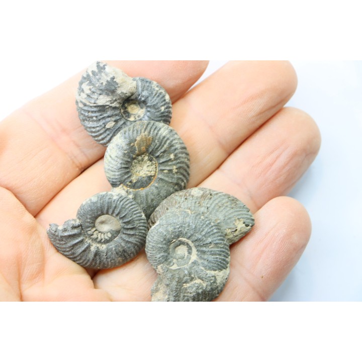 lot de 5 cardioceras sp.  // callovian // formation des marnes de Dives // Villers sur Mer - France