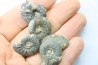 lot de 5 cardioceras sp. // callovian // formation des marnes de Dives // Villers sur Mer - France
