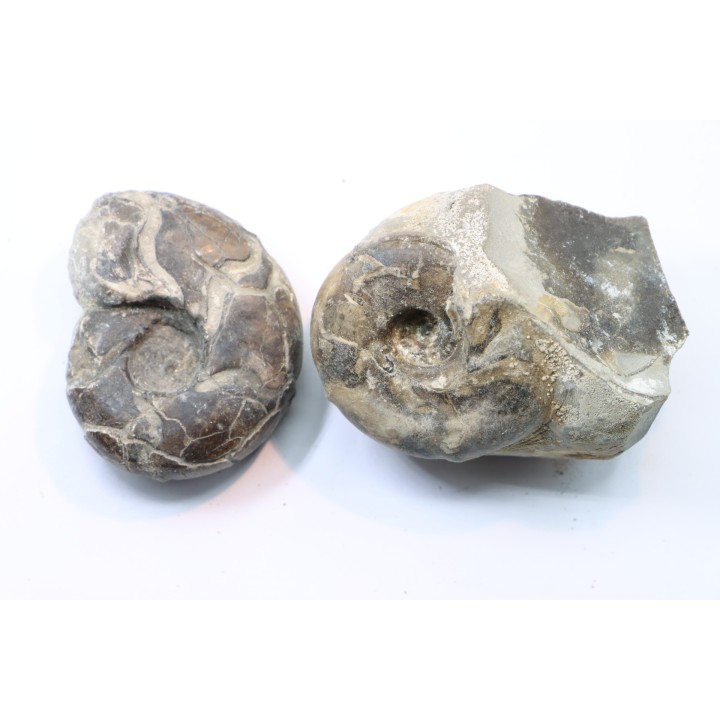 Sowerbyceras tortisulcatum (d'Orbigny, 1841)  - Oxfordien - Drome - FRANCE
