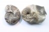 Sowerbyceras tortisulcatum (d'Orbigny, 1841)  - Oxfordien - Drome - FRANCE