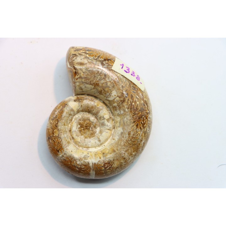 Lytoceras sp. - oxfordien - Madagascar