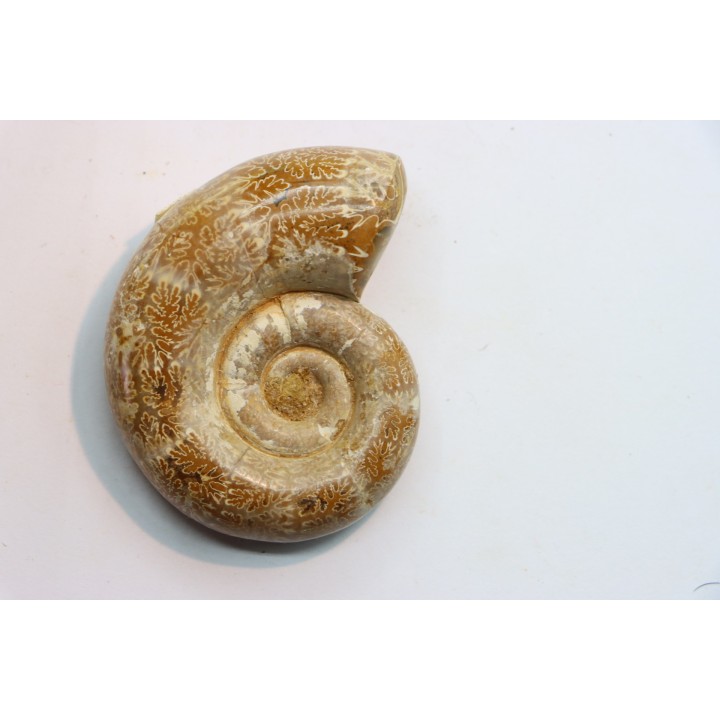 Lytoceras sp. - oxfordien - Madagascar