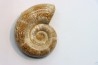 Lytoceras sp. // Oxfordian  //  Atsimo-Andrefana, Madagascar
