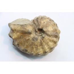 Baroissiceras Onilahyense (Basse, 1947) - coniacien - region de Atsimo Andrefana - MADAGASCAR