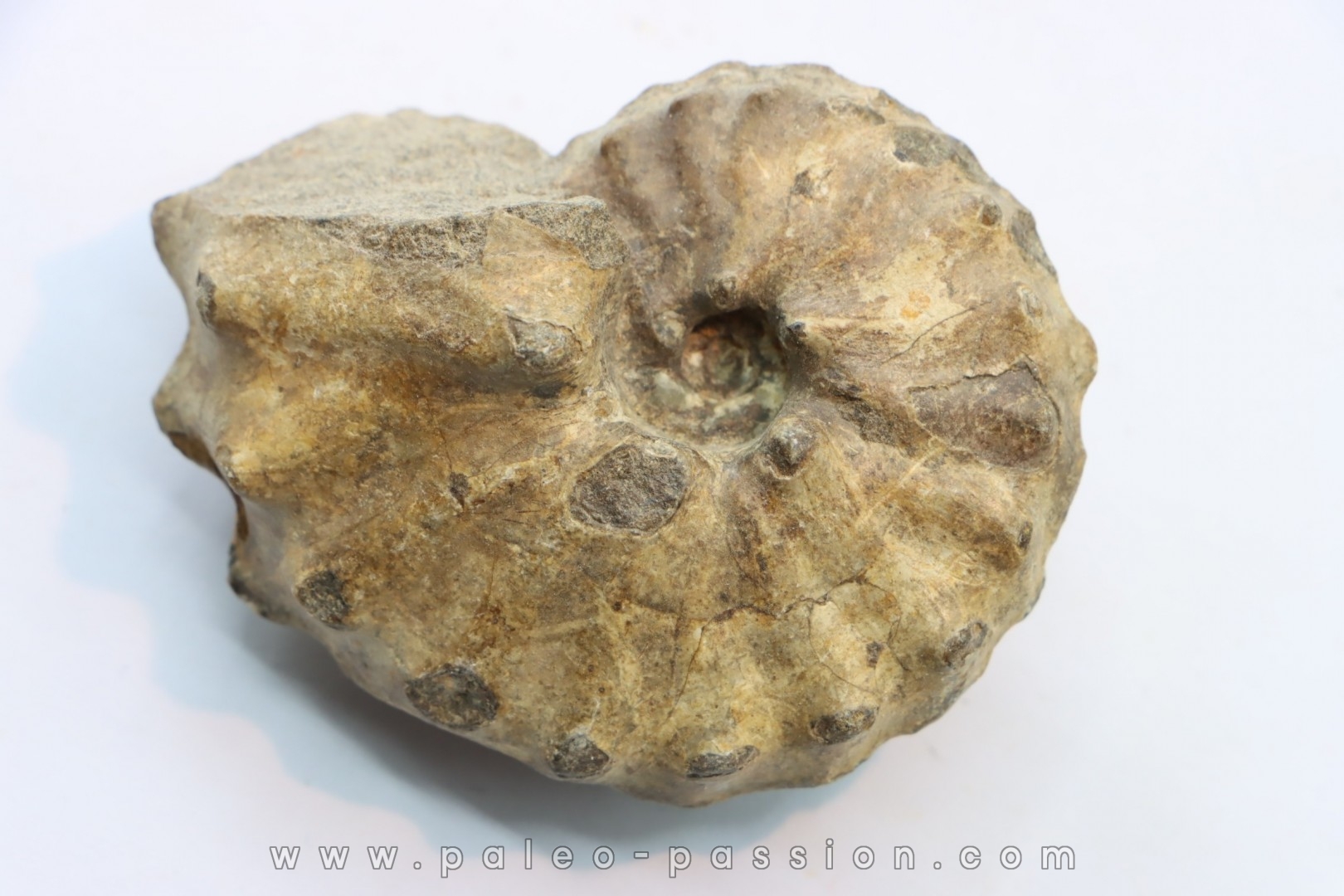Baroissiceras Onilahyense (Basse, 1947) - coniacien - region de Atsimo Andrefana - MADAGASCAR