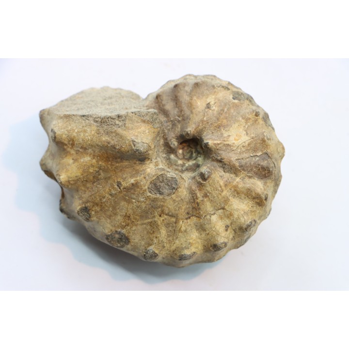 Baroissiceras Onilahyense (Basse, 1947) - coniacien - region de Atsimo Andrefana - MADAGASCAR