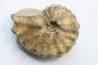 Baroissiceras Onilahyense (Basse, 1947) - coniacien - region de Atsimo Andrefana - MADAGASCAR