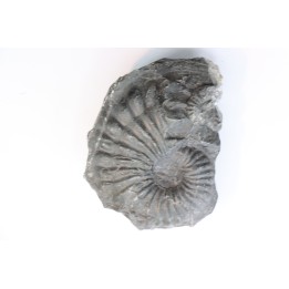 Oxytropidoceras karsteni  - Albien - Perou