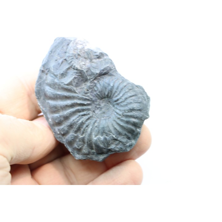 Oxytropidoceras karsteni  - Albien - Perou