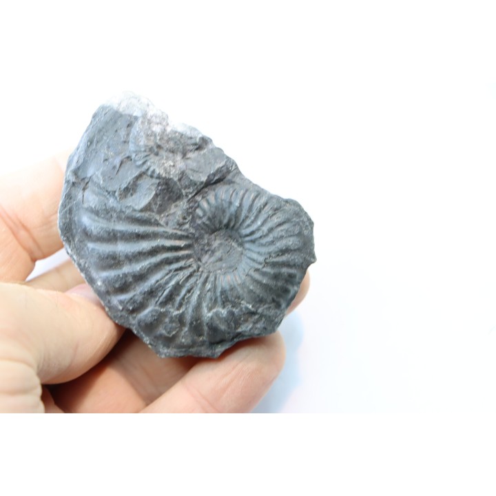 Oxytropidoceras karsteni  - Albien - Perou