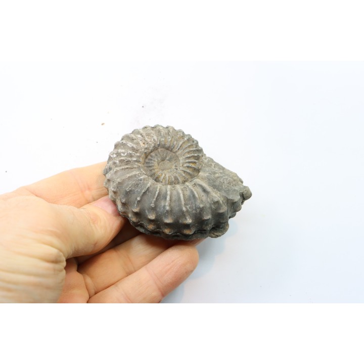 Prolyelliceras ulrichi (KNECHTEL 1947)  - Albien - Perou