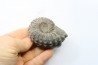Prolyelliceras ulrichi (KNECHTEL 1947)  - Albien - Perou