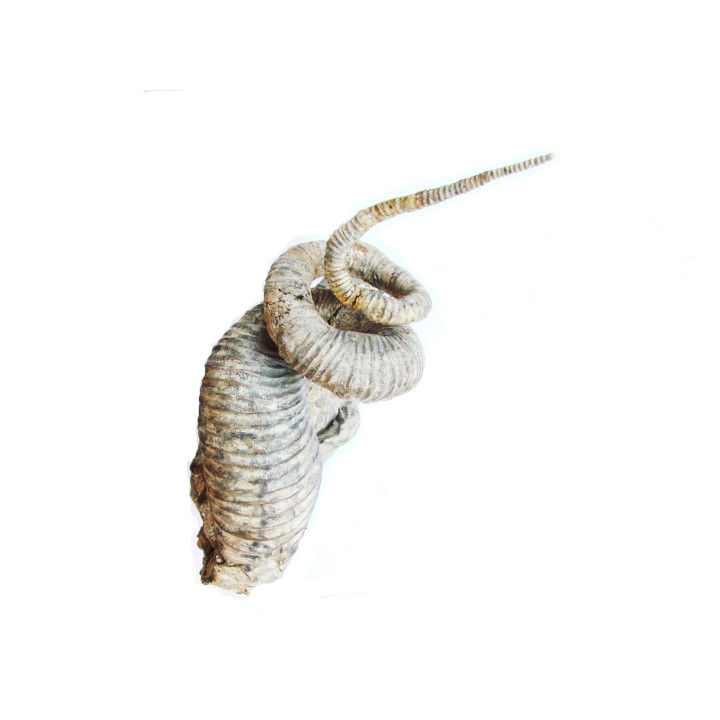 Association Didymoceras et Solenoceras