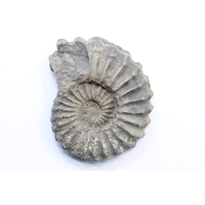 Prolyelliceras ulrichi   - Albian - Peru