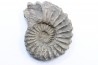 Prolyelliceras ulrichi   - Albian - Peru