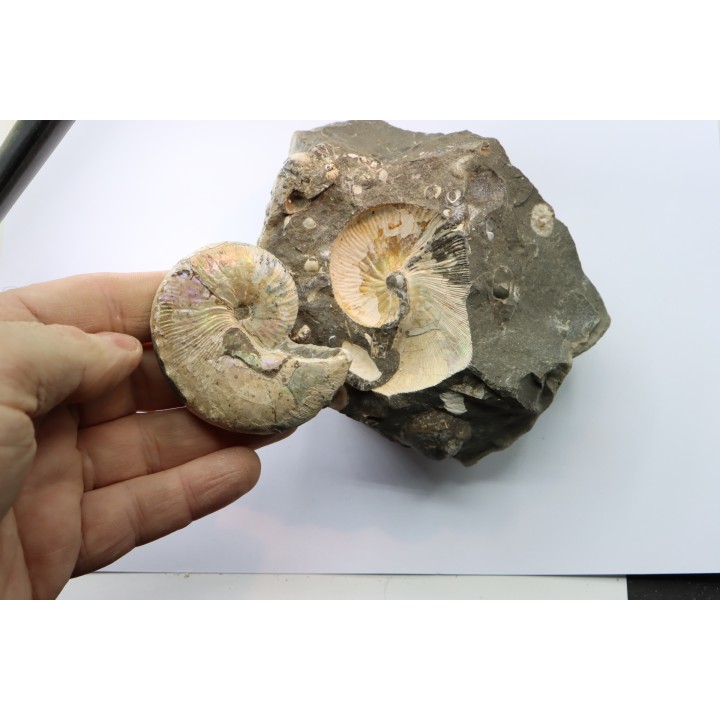 Hoploscaphites nicolletii - Maestrichtien - Dakota - USA