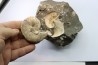 Hoploscaphites nicolletii - Maastrichtian - Dakota - USA