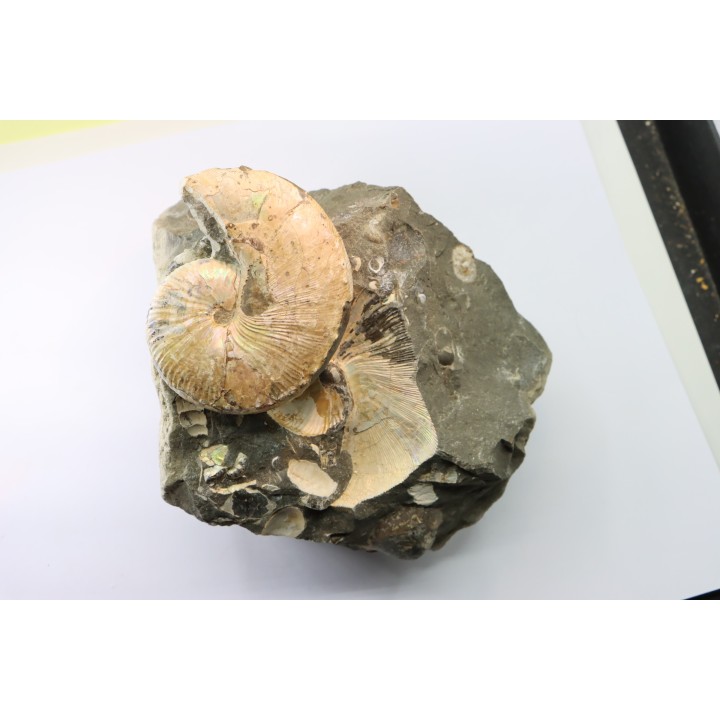 Hoploscaphites nicolletii - Maastrichtian - Dakota - USA
