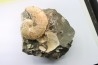 Hoploscaphites nicolletii - Maestrichtien - Dakota - USA