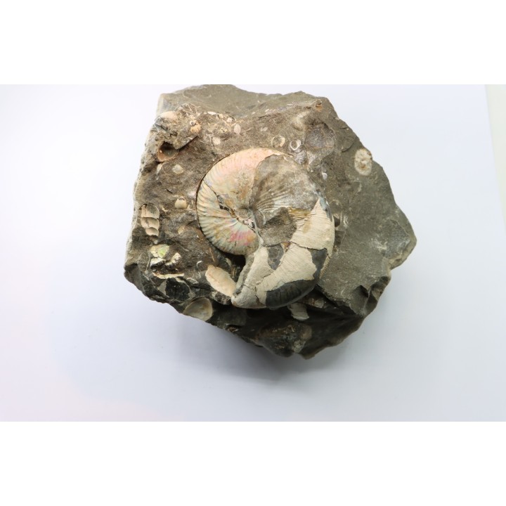Hoploscaphites nicolletii - Maestrichtien - Dakota - USA