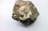 Hoploscaphites nicolletii - Maastrichtian - Dakota - USA
