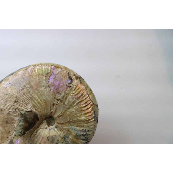 Hoploscaphites nicolletii - Maestrichtien - Dakota - USA