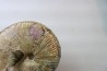 Hoploscaphites nicolletii - Maestrichtien - Dakota - USA