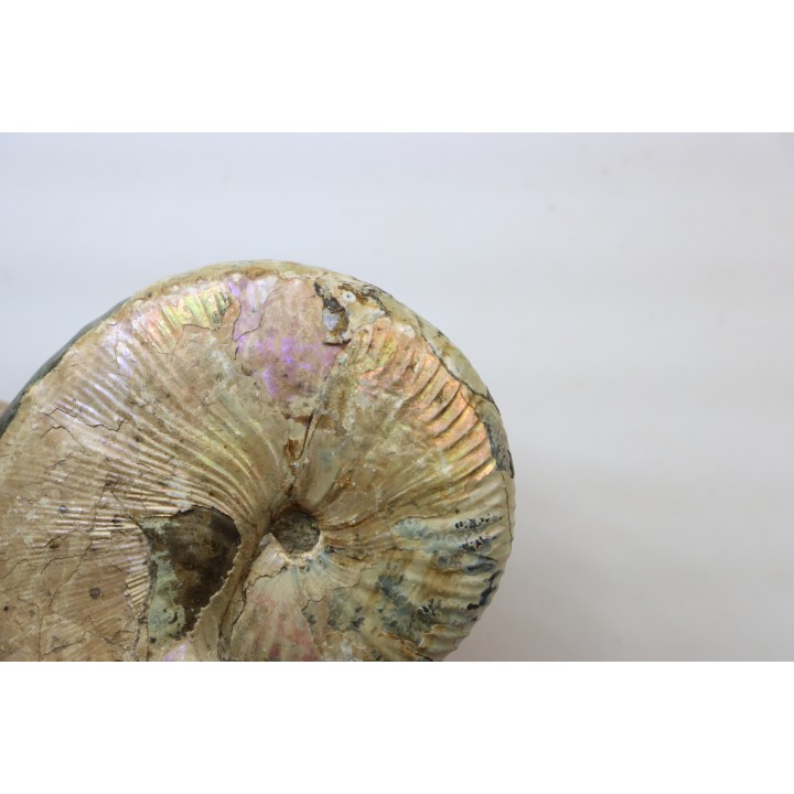 Hoploscaphites nicolletii - Maestrichtien - Dakota - USA