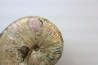 Hoploscaphites nicolletii - Maestrichtien - Dakota - USA