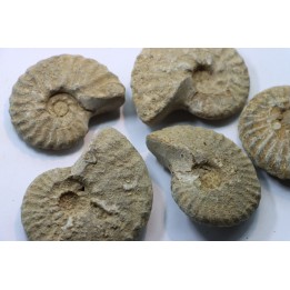 lot de 5 PSEUDOSCHLOENBACHIA  - campanien - Belo sur Tsiribihina - MADAGASCAR